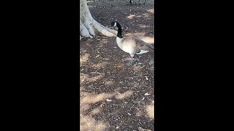 Canada Goose 🪿 #canadagoose #goose #followme #viral #trending #shorts