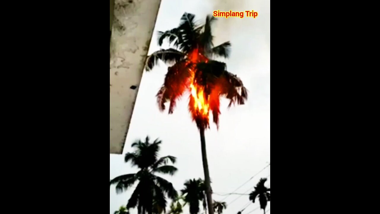 Simplang Trip 70: Kung pantaboy sa kidlat ang suka, bakit tinatamaan ang puno ng Niyog?