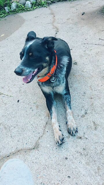 Loki needs some Sheep