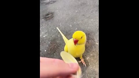 Parrot 🐦🦜 #parrot #happypetssimplelife