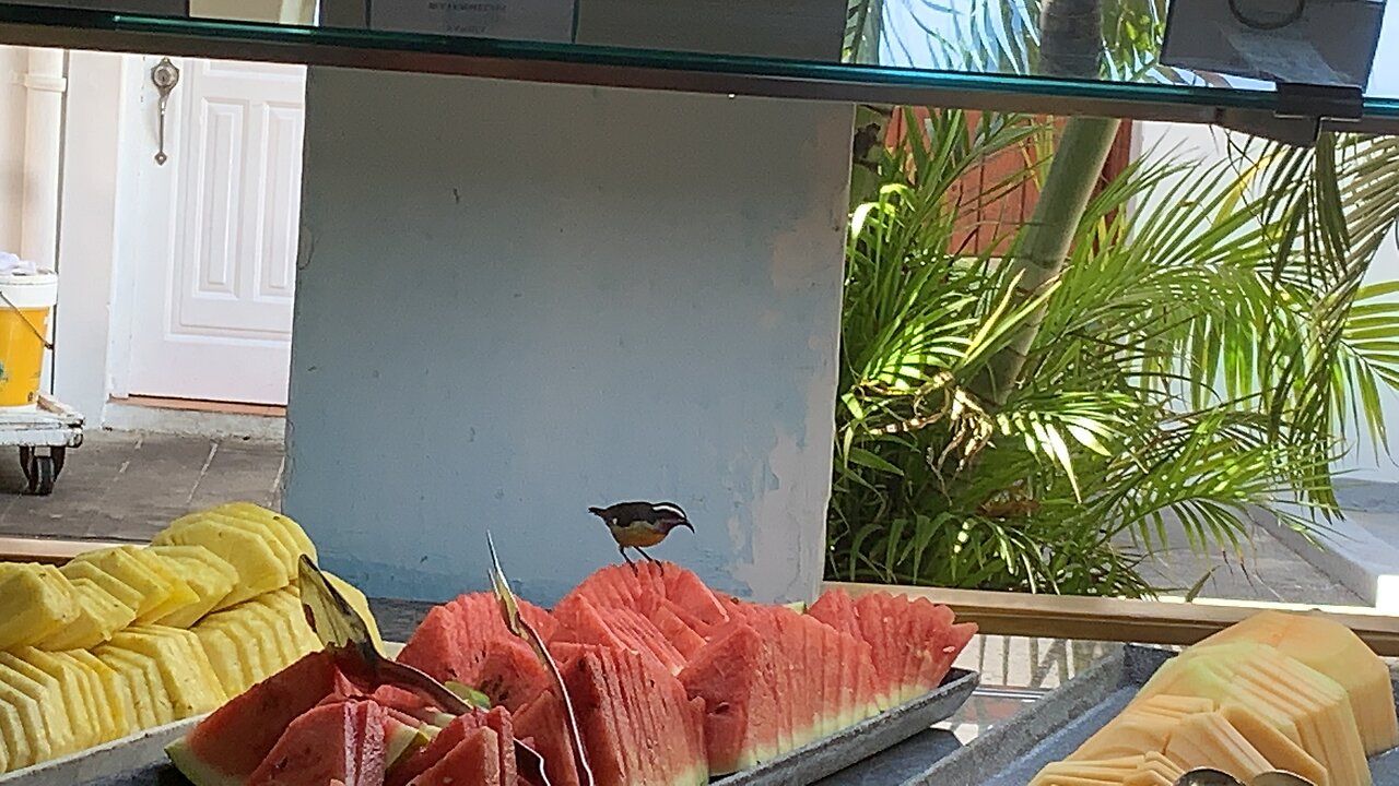 Bananaquit feeding in Amber Cove part 2