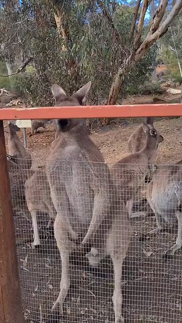 Kangaroos without muscles 😂❤️