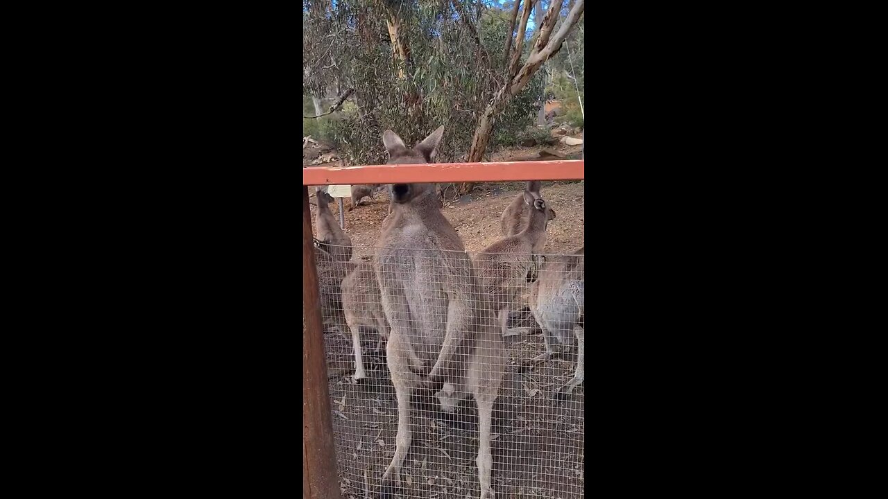 Kangaroos without muscles 😂❤️