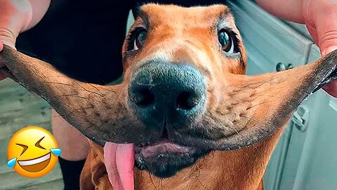 Funniest Animal Videos Ever (Part 26)
