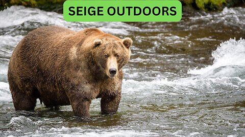 Katmai National Park Bear Feeding Live Stream!
