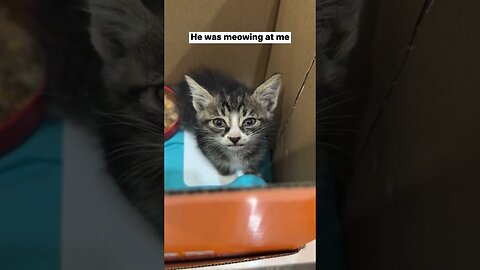 The kitten was attacked by a squirrel and the girl saved him