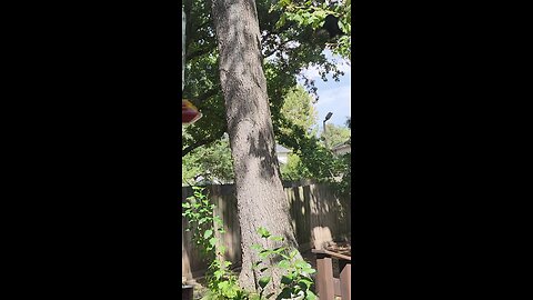 Hummingbird Sanctuary is my backyard. Love ❤️ 😍 it.