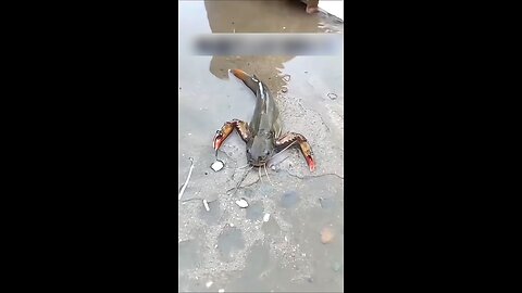 What kind of fish is this?😳😲