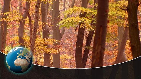 The wonderful world of the woods - part 2
