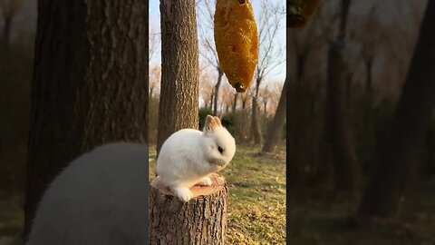 A little rabbit washing its face Cute pet debut plan Rabbit