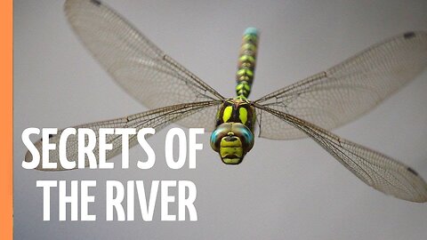 Sapphire Wings: Life on the River | Full Documentary