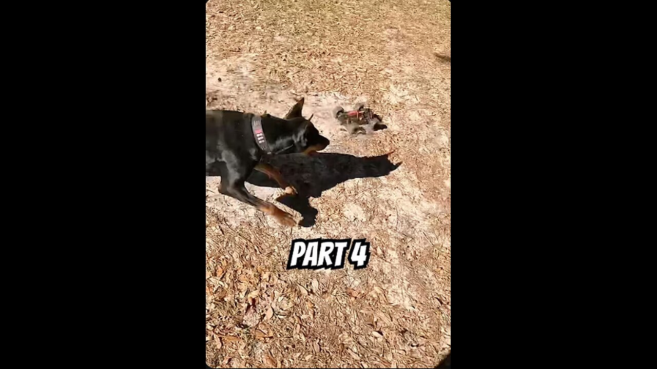 Doberman RC Showdown Part 4/5! 🐾💥 Vader Nearly Wheelies Into Orbit