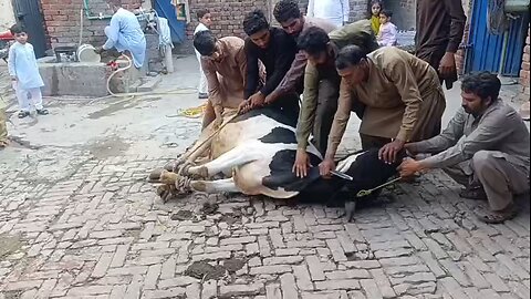 cow qurbani