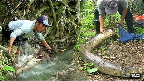 Catching Giant Eel (Sidat) in the River – Traditional Fishing Adventure