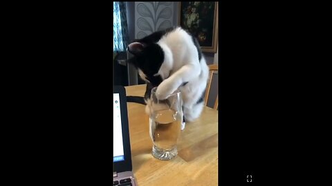 Funniest cats and dogs