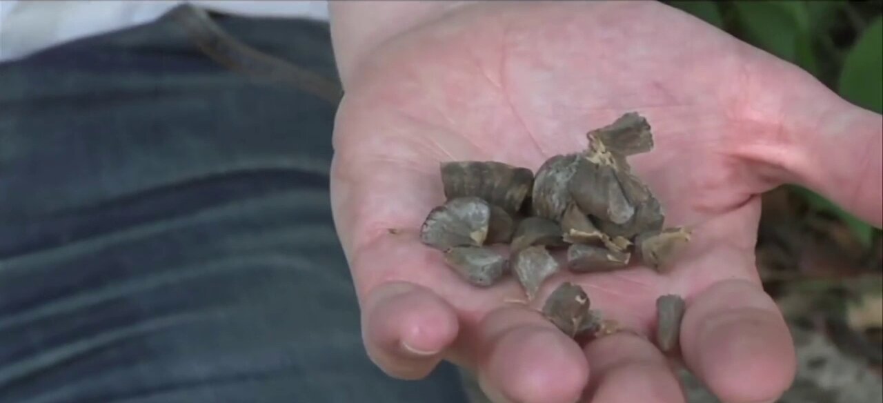 Burundanga - The source of Scopolamine by Ryan Duffy