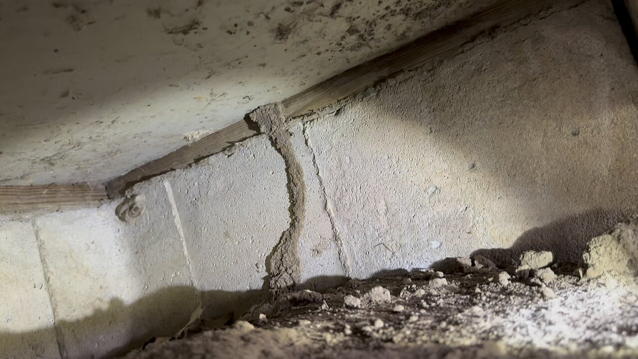Look at all this termites!