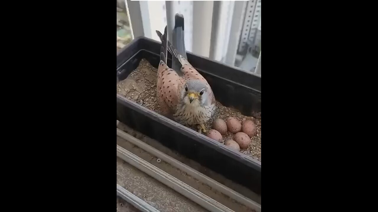 The falcon became tame and friendly