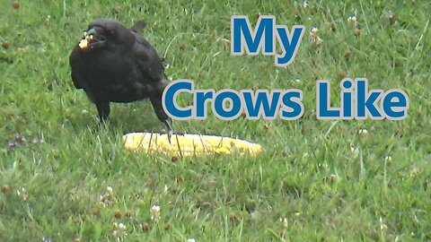 My Crows Like