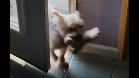 Batman the watchdog, bribed by treats #funnydogs #yorkie