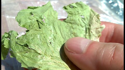 Dried lettuce for winter storage