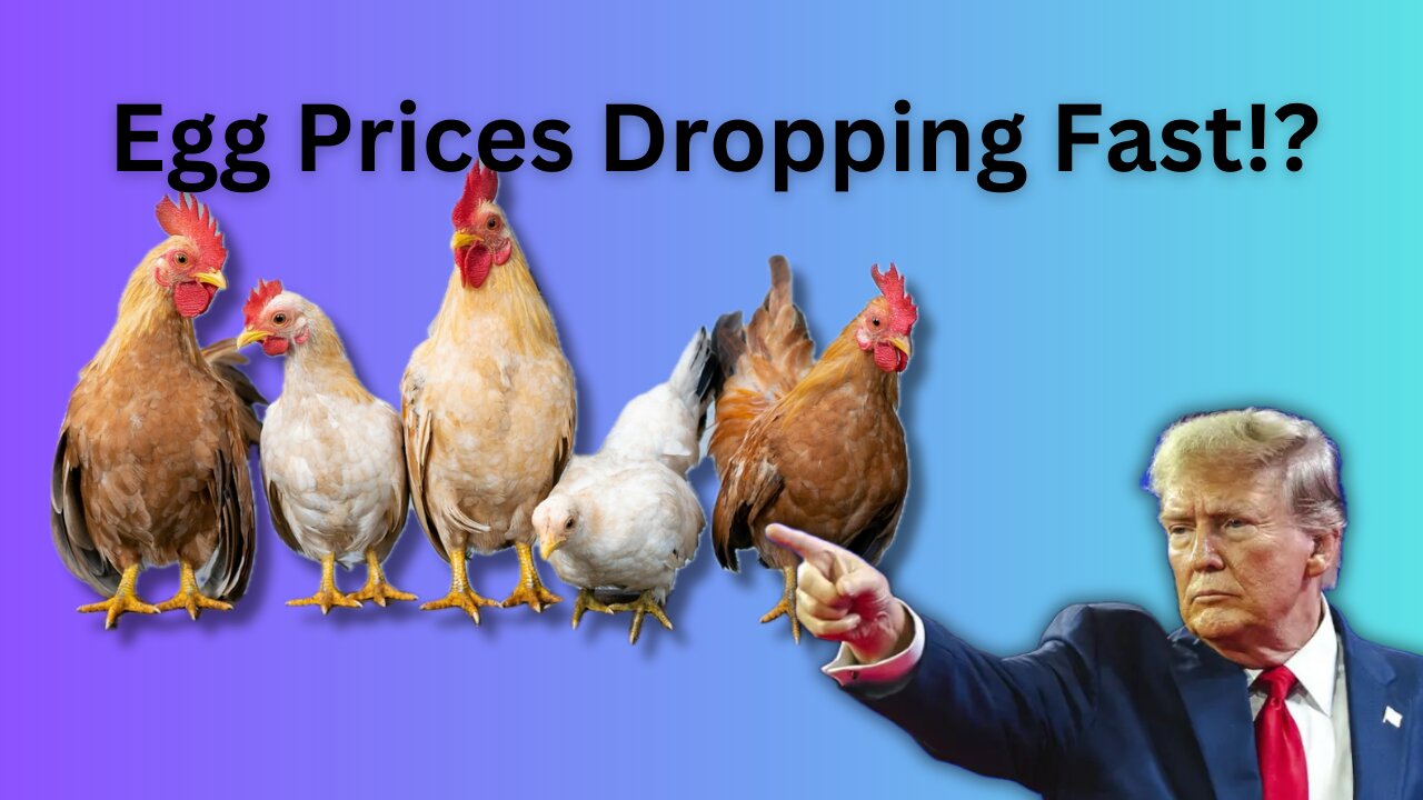 Egg Prices on the Decline