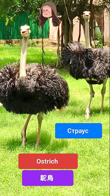 A quirky icon of the wild. #Ostrich #WildlifeMagic #SavannahVibes