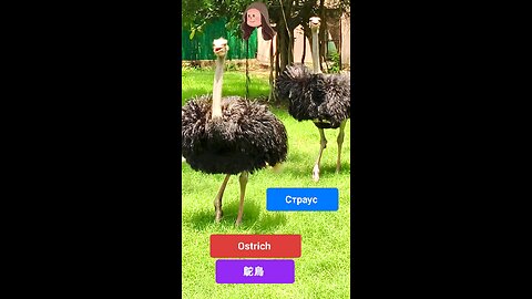 A quirky icon of the wild. #Ostrich #WildlifeMagic #SavannahVibes