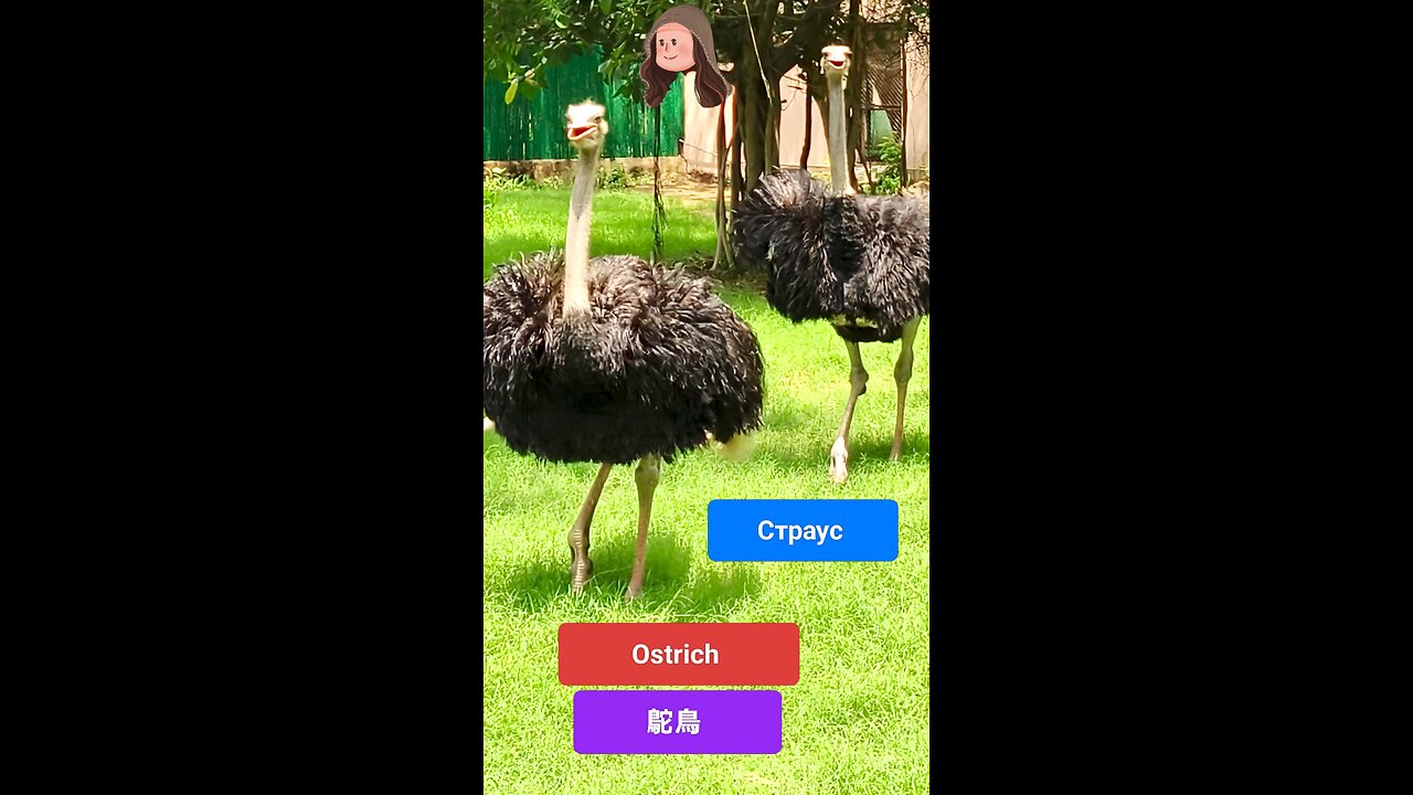 A quirky icon of the wild. #Ostrich #WildlifeMagic #SavannahVibes