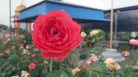 Beautiful Flowers in Full Bloom 🌺 | Relaxing Nature View #rumble