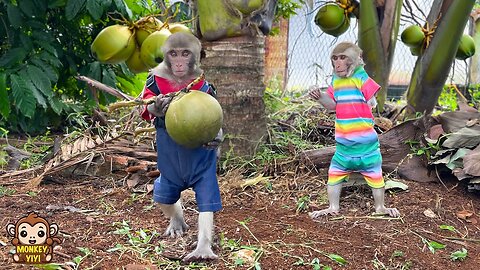 YiYi and YinYin pick coconuts to say goodbye to grandpa
