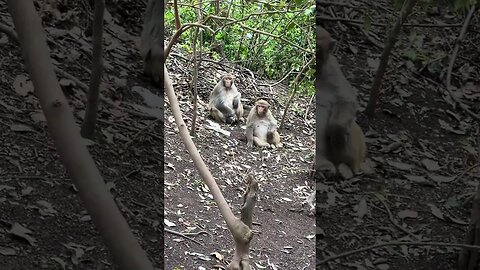 Big S sisters monkey