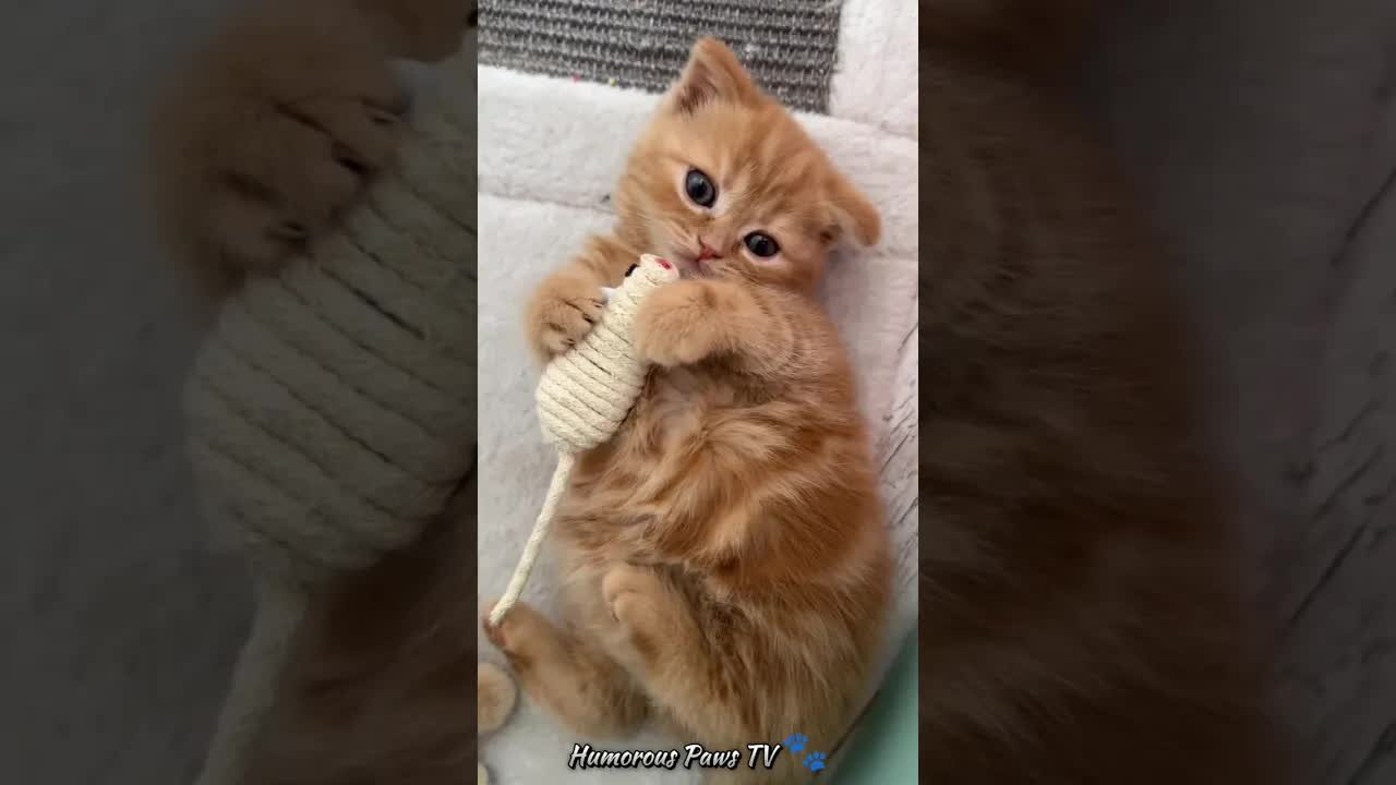Chuckles and Charm: Animal Antics! πΎπ