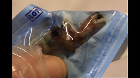 VIDEO 647 VIOLATION OF HUMAN RIGHTS UK G7 G20 UN EESSHROF HUMAN RIGHTS FUCKING THE POPE WABBEY THE SKUM ROYALS DALAI LAMA ETC ETC ETC 174706122025 RELEASED 180906122025