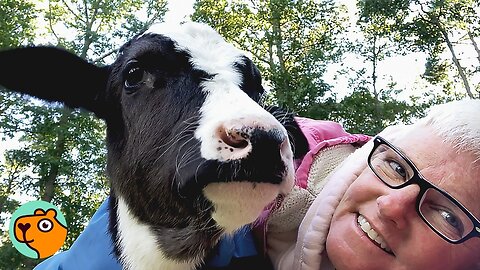 Baby Cow Couldn’t Walk… Until He Started To Run! | Cuddle Buddies 