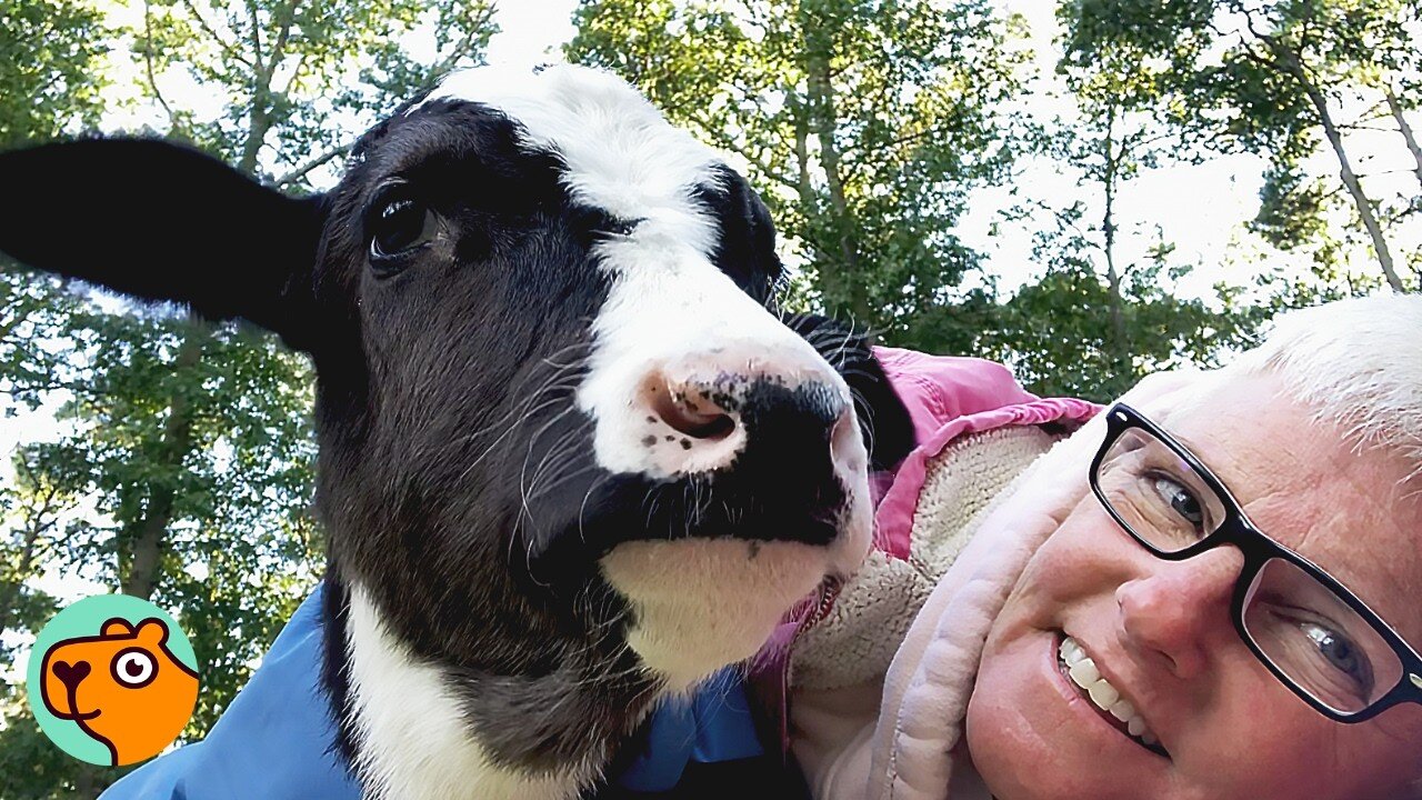 Baby Cow Couldn’t Walk… Until He Started To Run! | Cuddle Buddies