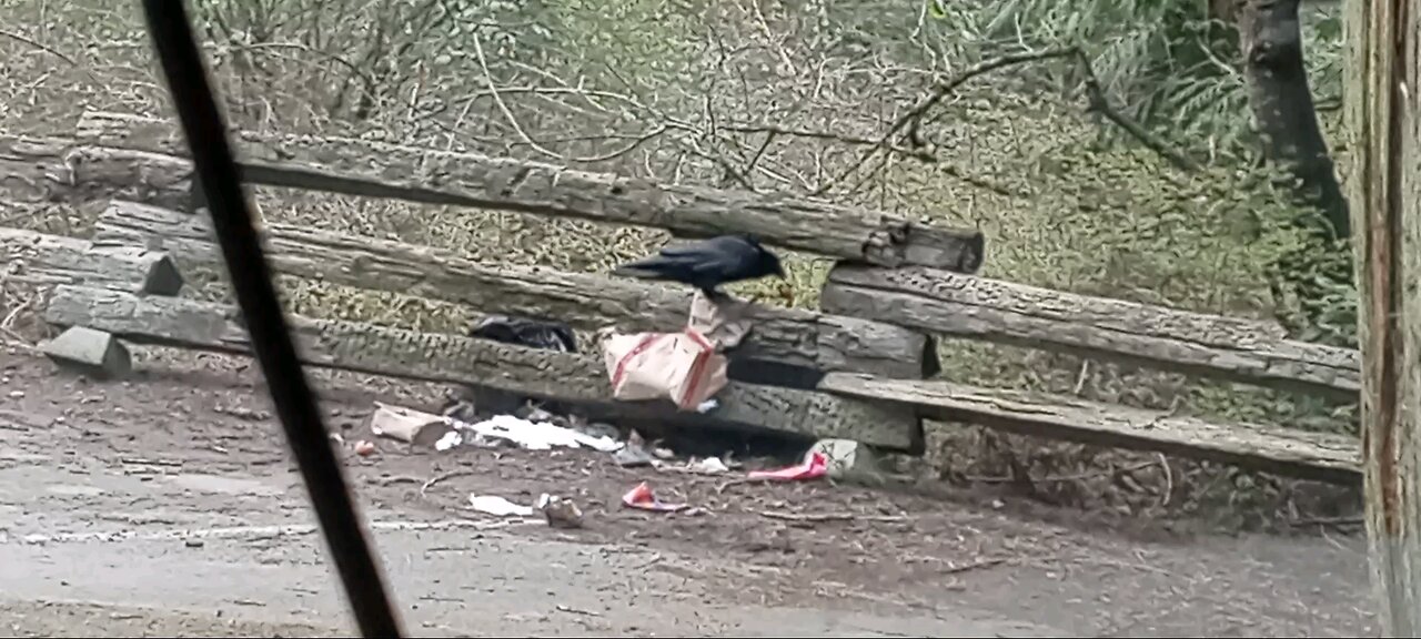 Raven ripping up garbage bags
