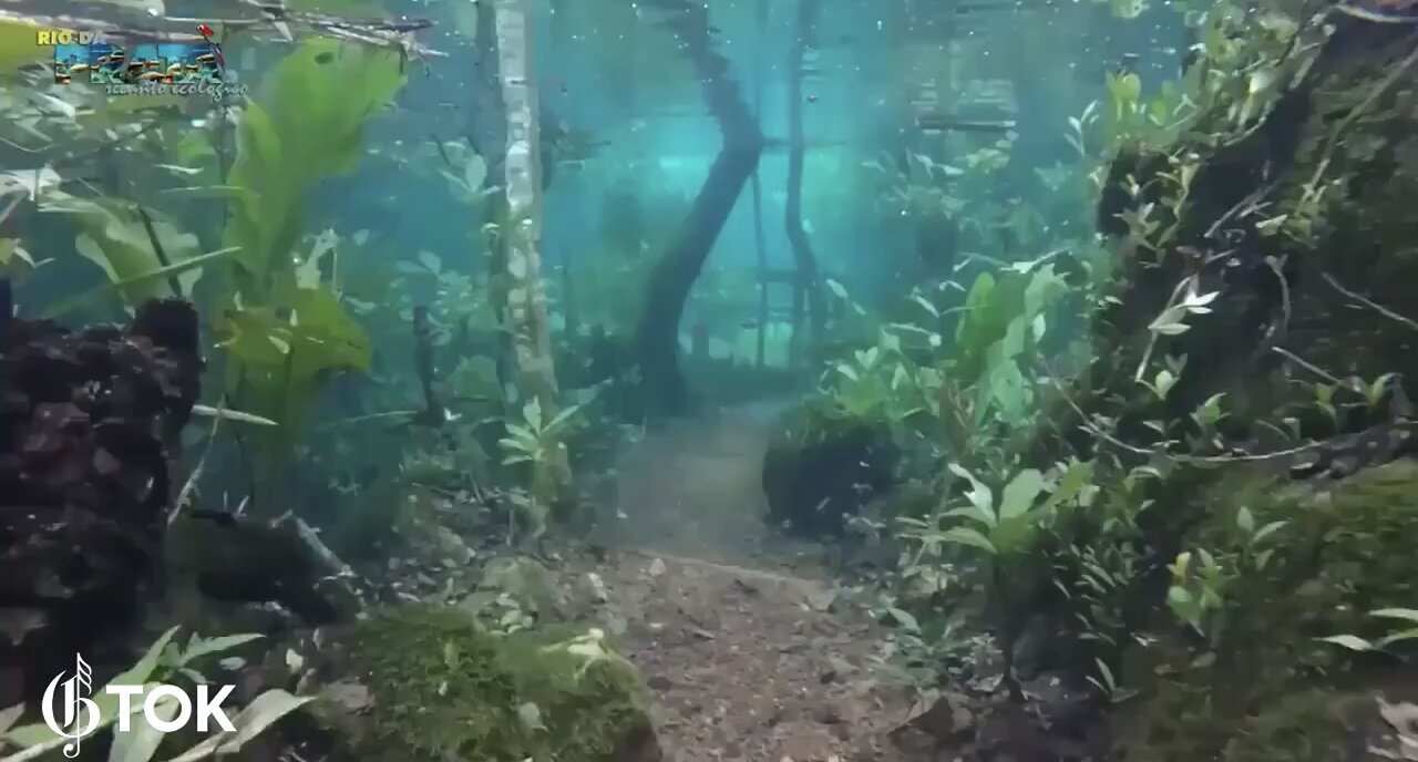 BRAZIL RAIN FOREST🇧🇷🌊🌳🚧🌴📸FLOODED BY HEAVY RAINFALL💦🌳🌊🌲💫