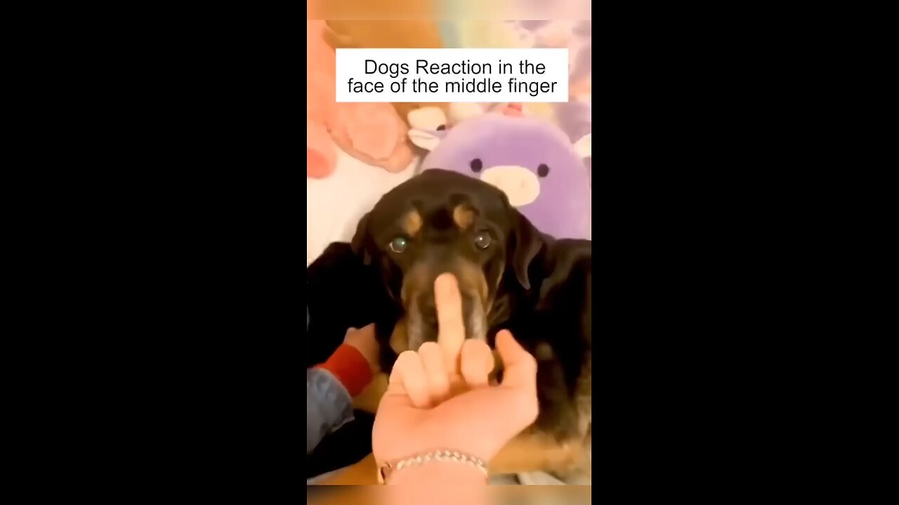 I'll bite dat finger you rude human