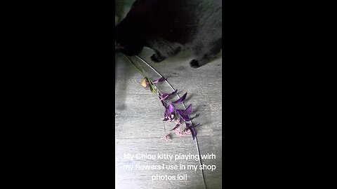 Chloe kitty playing with the flowers I use in my shop! She is so cute!
