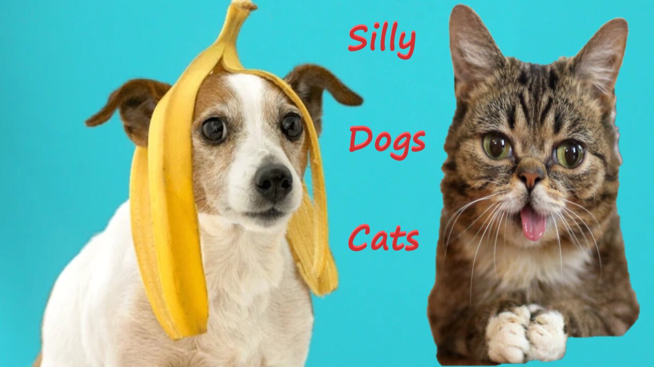 Dumb Cats And Dogs🐱🐶