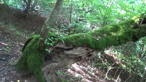Interesting forests in Dagestan and unusual tree