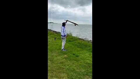 Asian kite