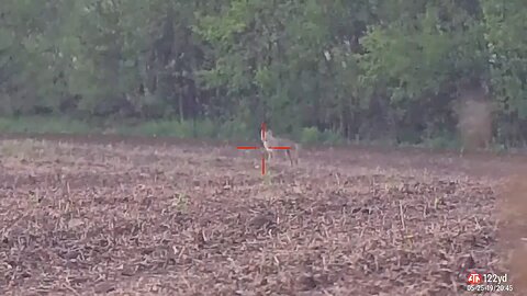 Coyote Down