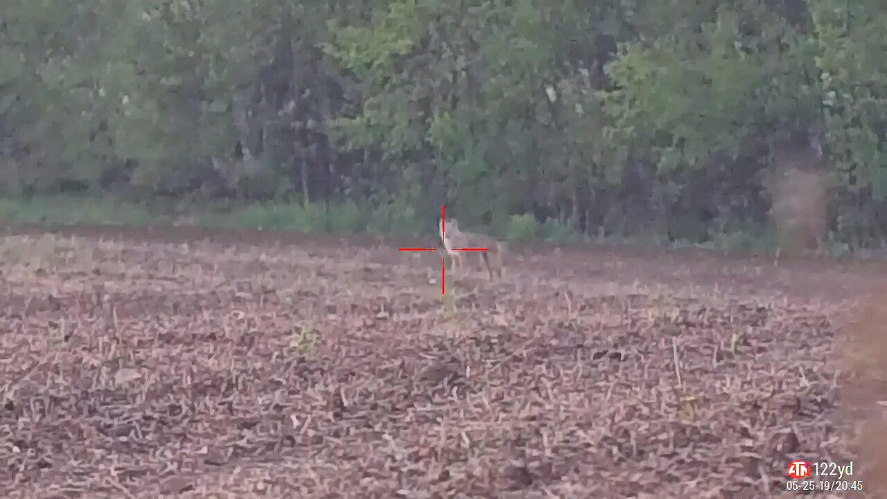 Coyote Down