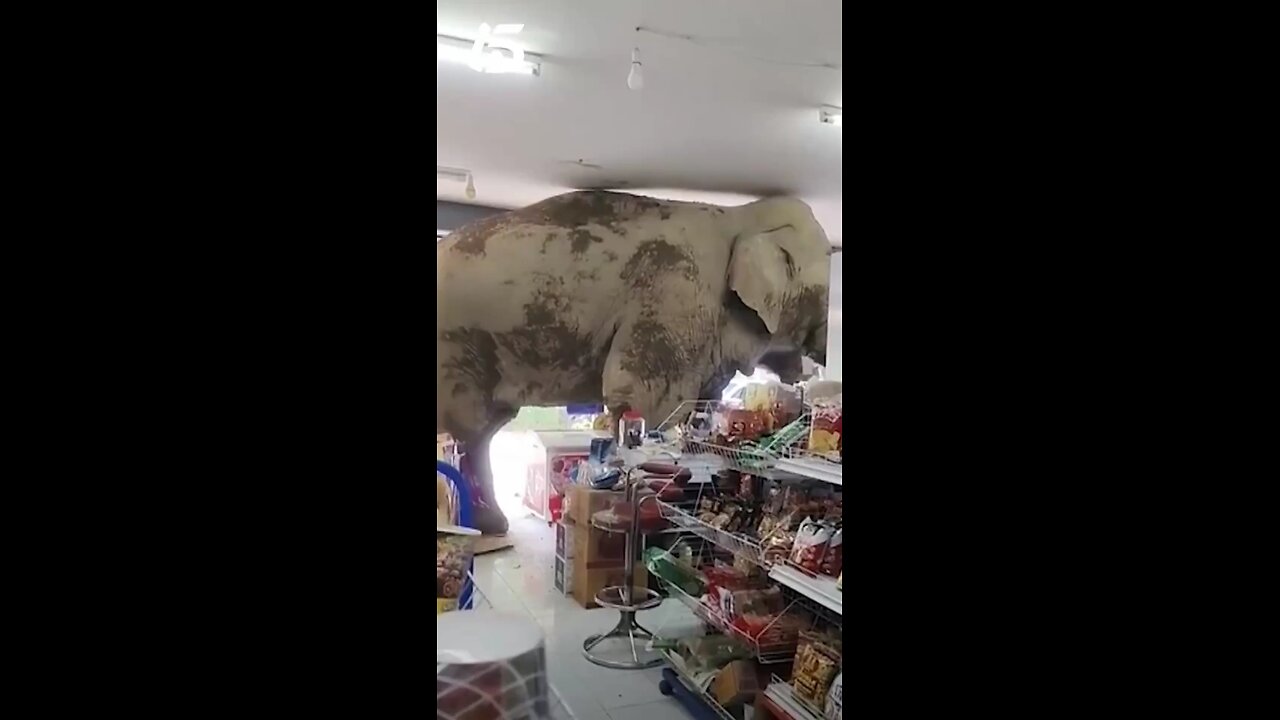 An elephant named Plai Biang Lek swiped some snacks from a grocery store in Thailand
