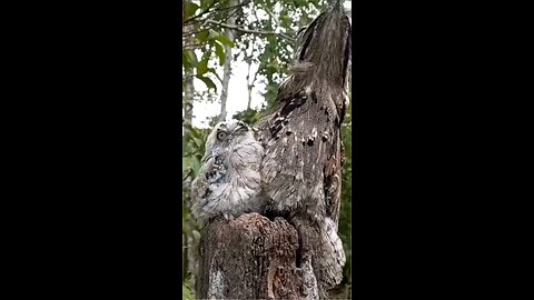 what is the name of this kind of bird?