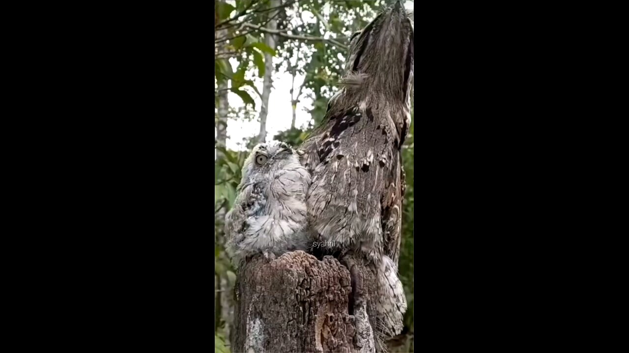 what is the name of this kind of bird?