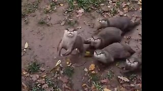 Otters Sound Like A Bunch Of Squeaky Toys