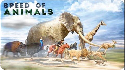 Speed Comparison 3D | Animals 🦌